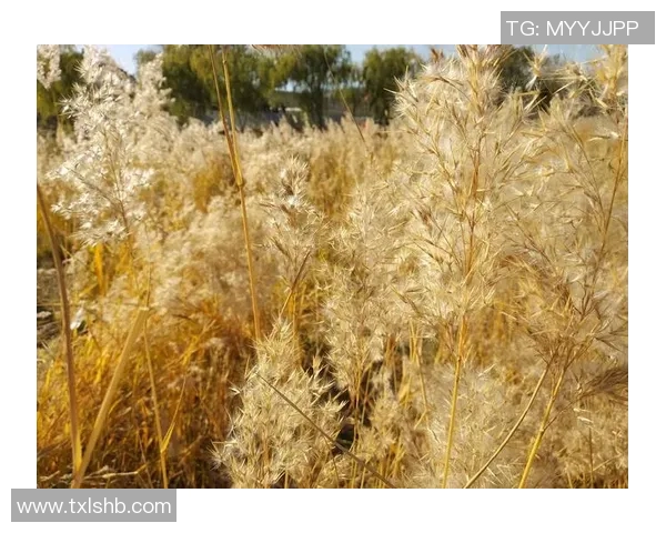 与刘芳畅聊王者荣耀的成长历程与职业生涯的点滴回忆